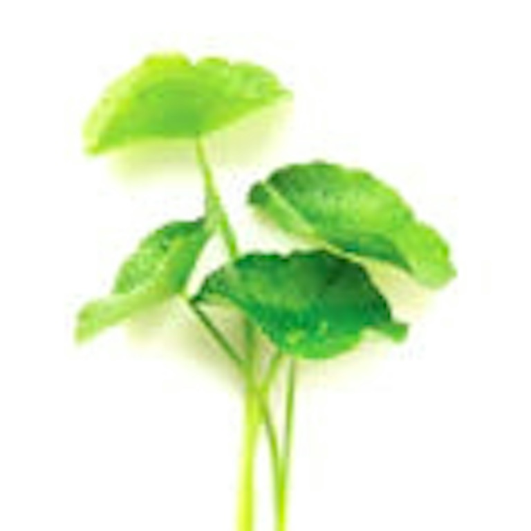 Centella Asiatica